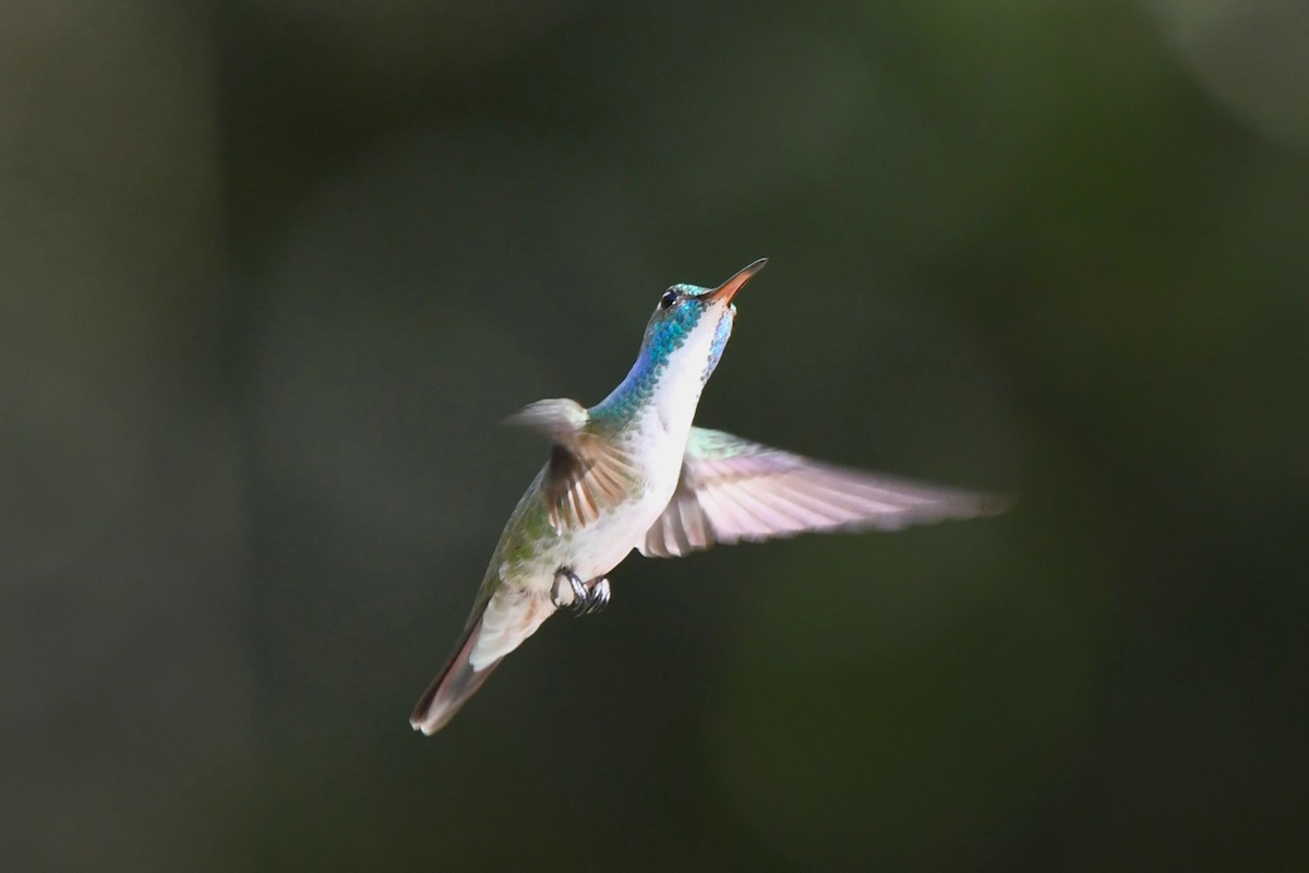 tupikolibri - ML641682860