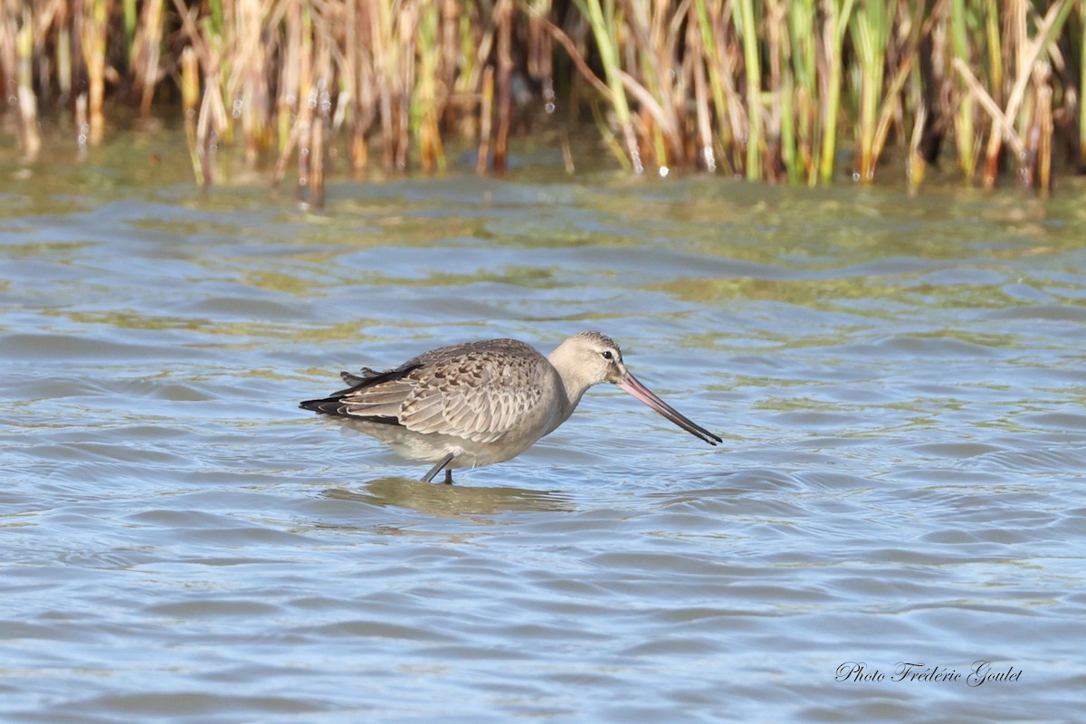Hudsonian Godwit - ML641682881