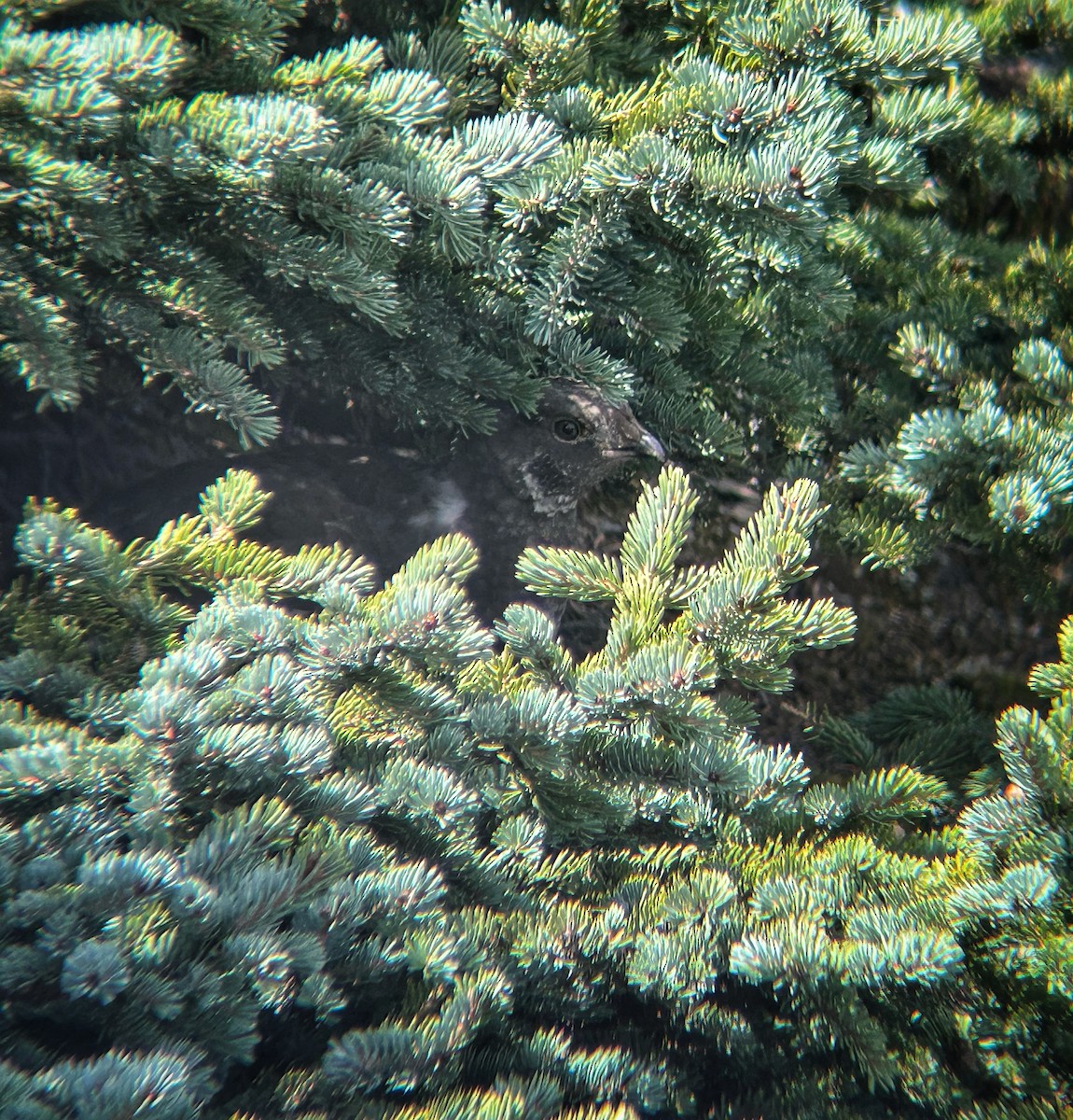 Dusky Grouse - ML641683004