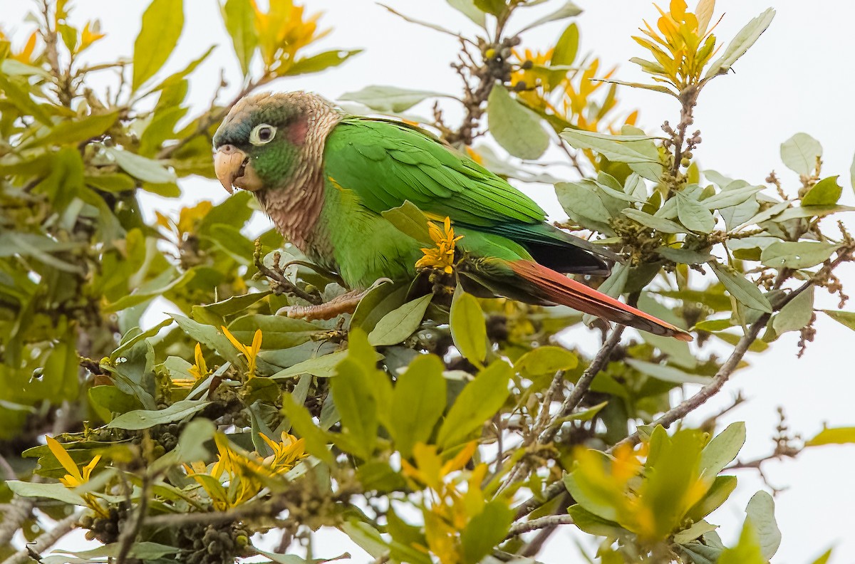 Brown-breasted Parakeet - ML641683049