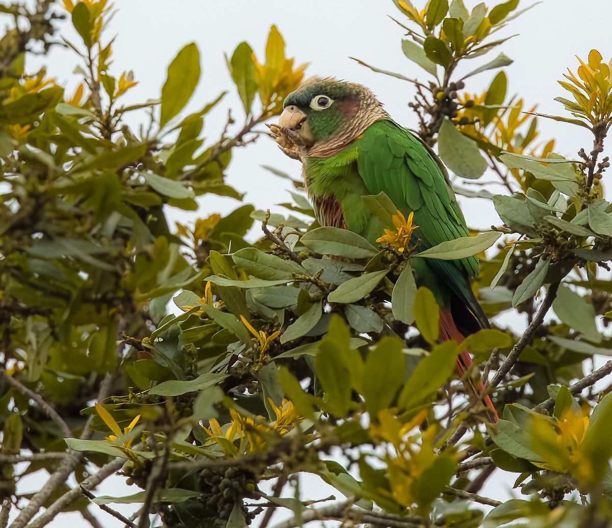 Brown-breasted Parakeet - ML641683050