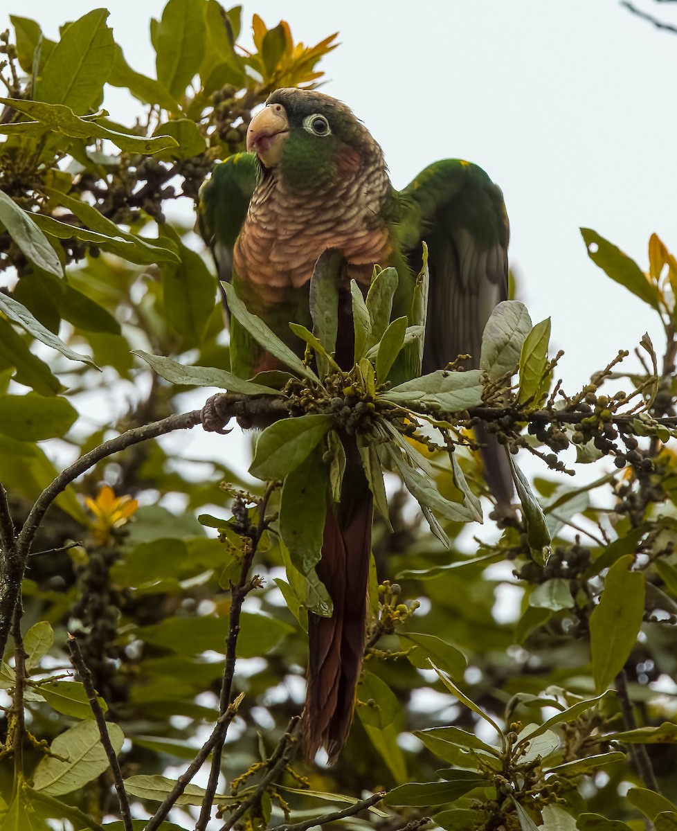 Brown-breasted Parakeet - ML641683051