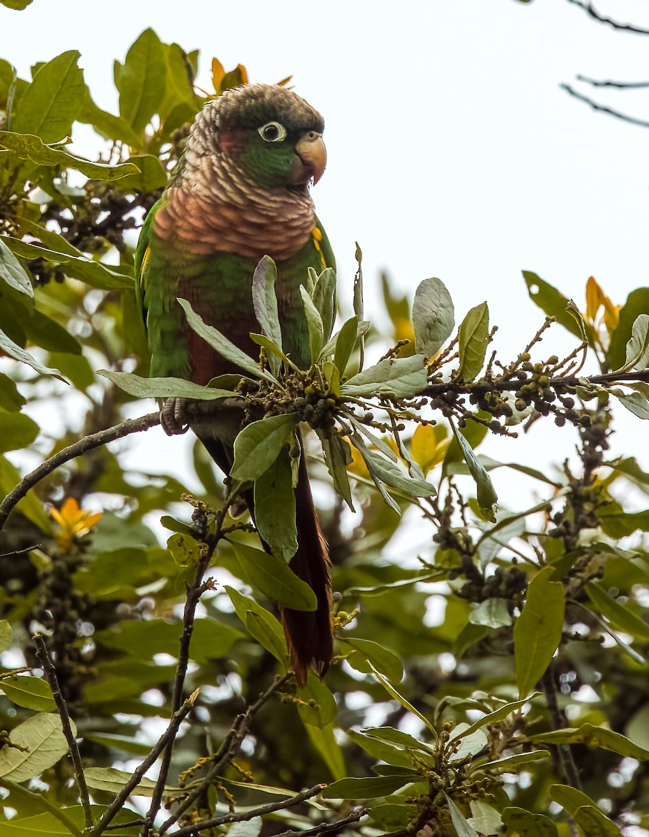 Brown-breasted Parakeet - ML641683052