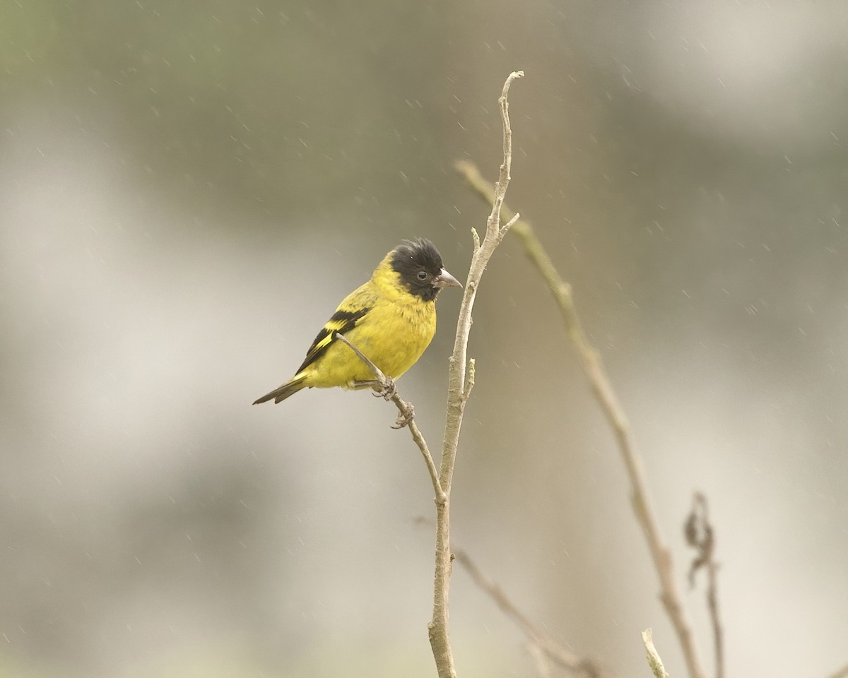 Hooded Siskin - ML641683064