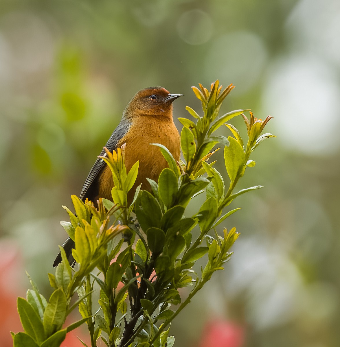 Rufous-browed Conebill - ML641683073