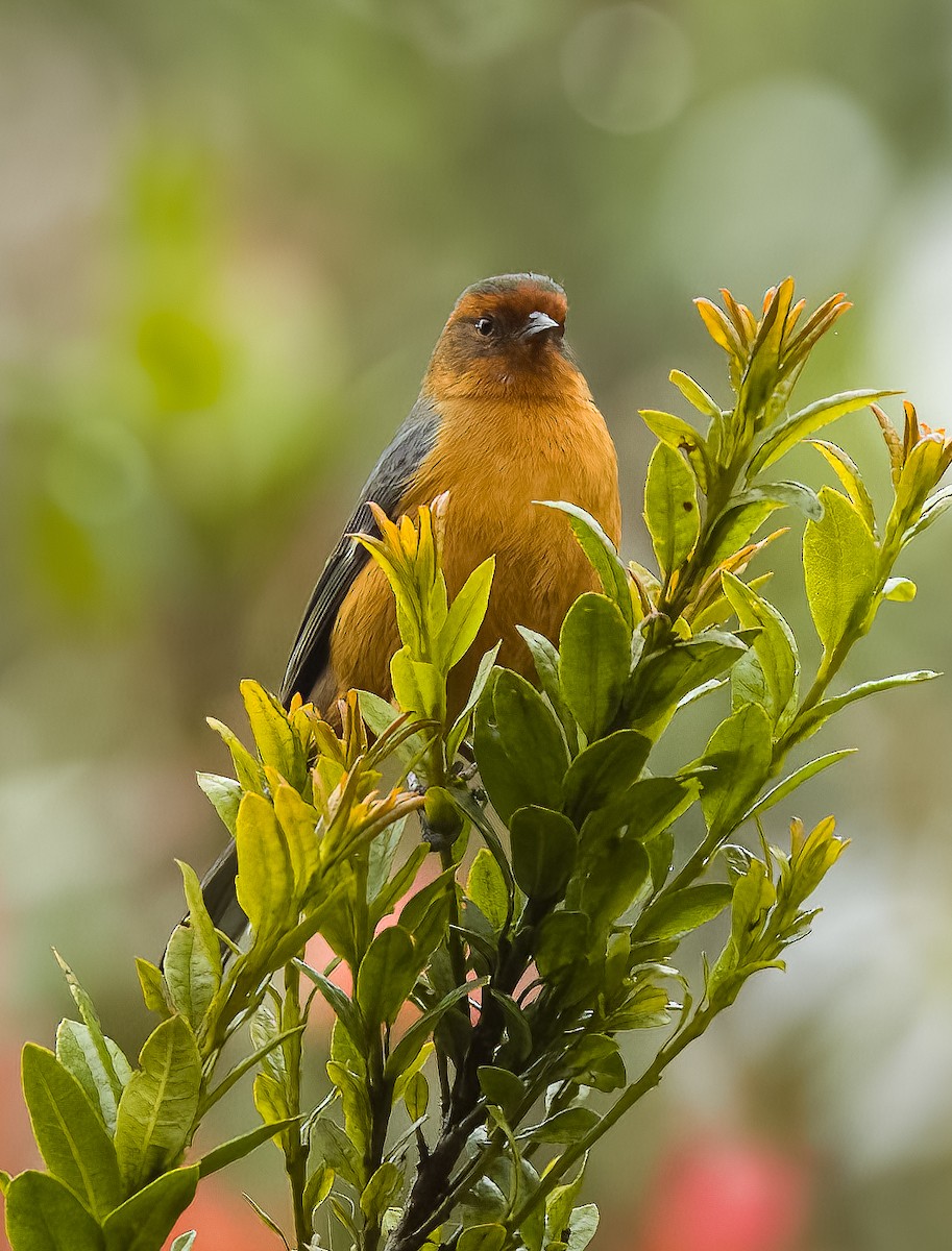 Rufous-browed Conebill - ML641683074