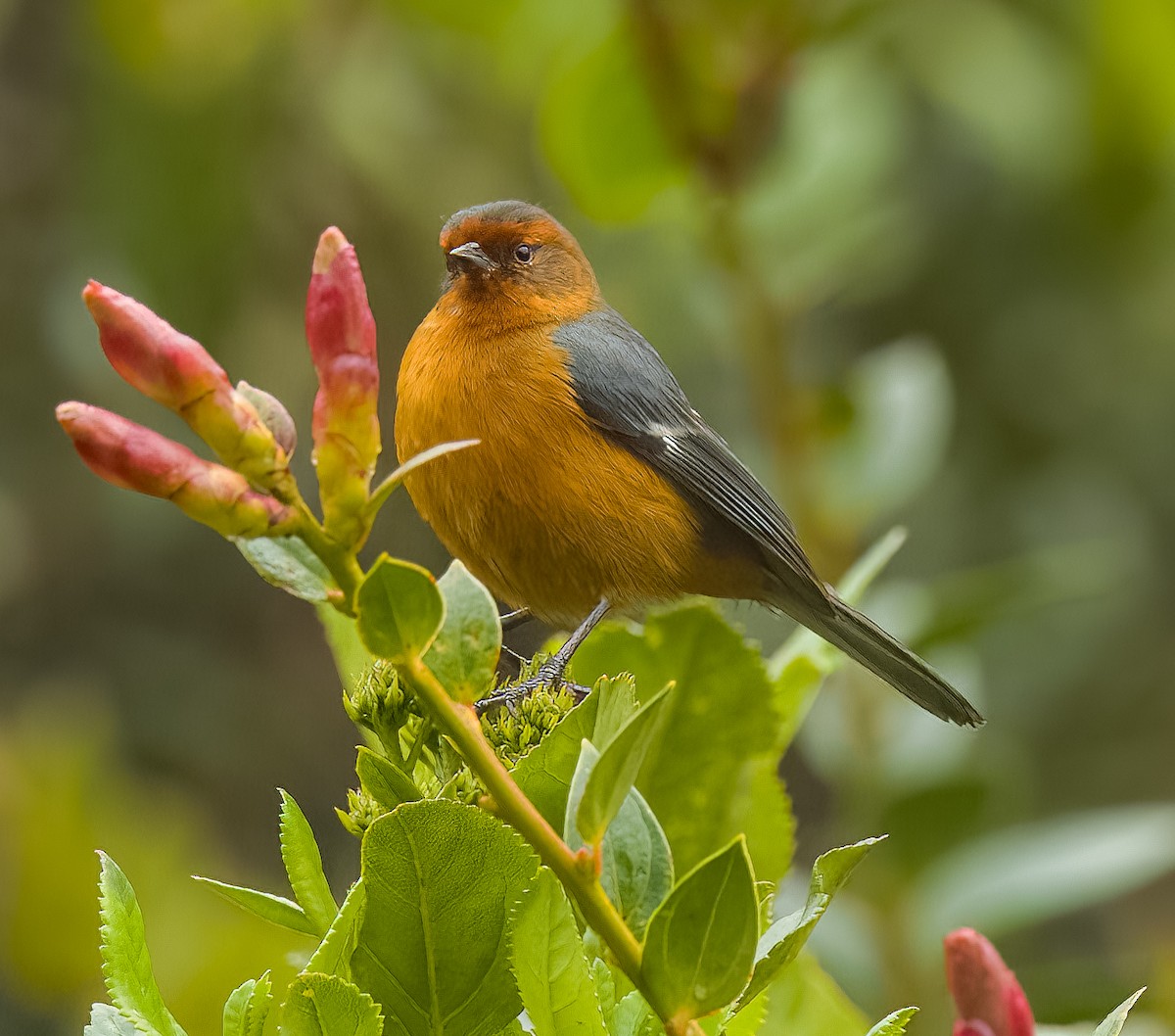 Rufous-browed Conebill - ML641683075