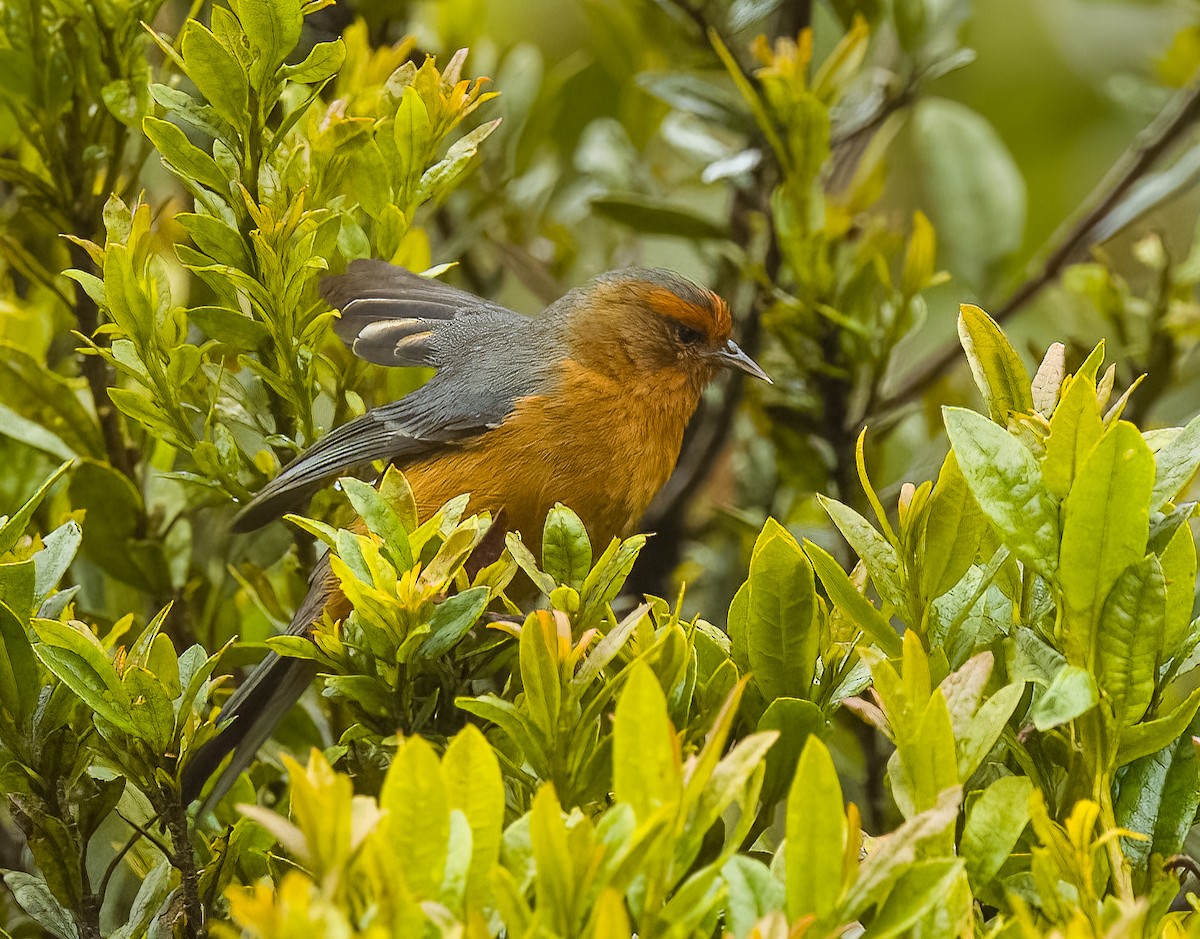 Rufous-browed Conebill - ML641683076