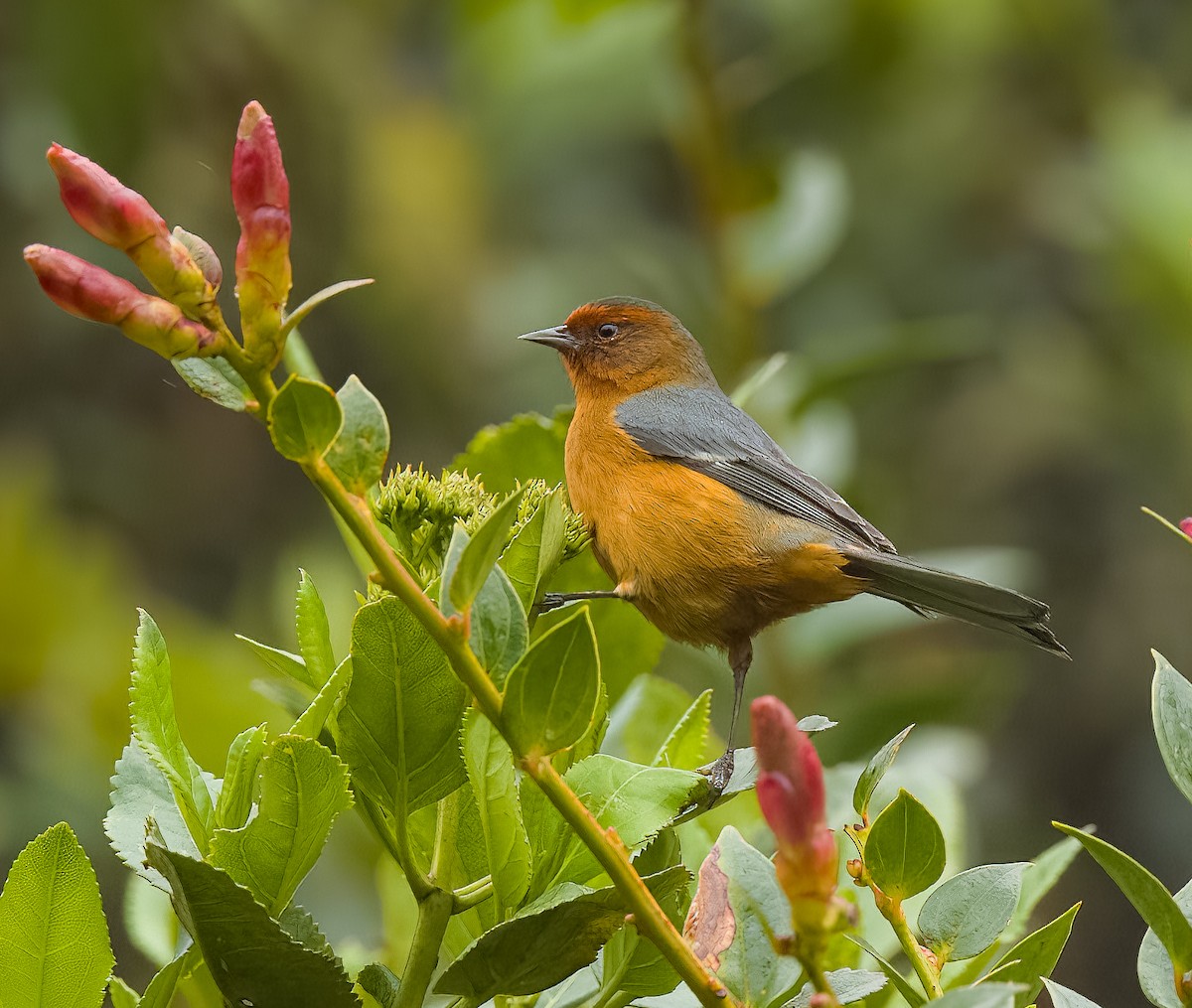 Rufous-browed Conebill - ML641683077