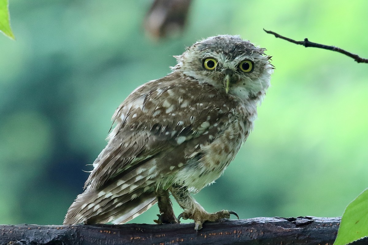 Spotted Owlet - ML641683078