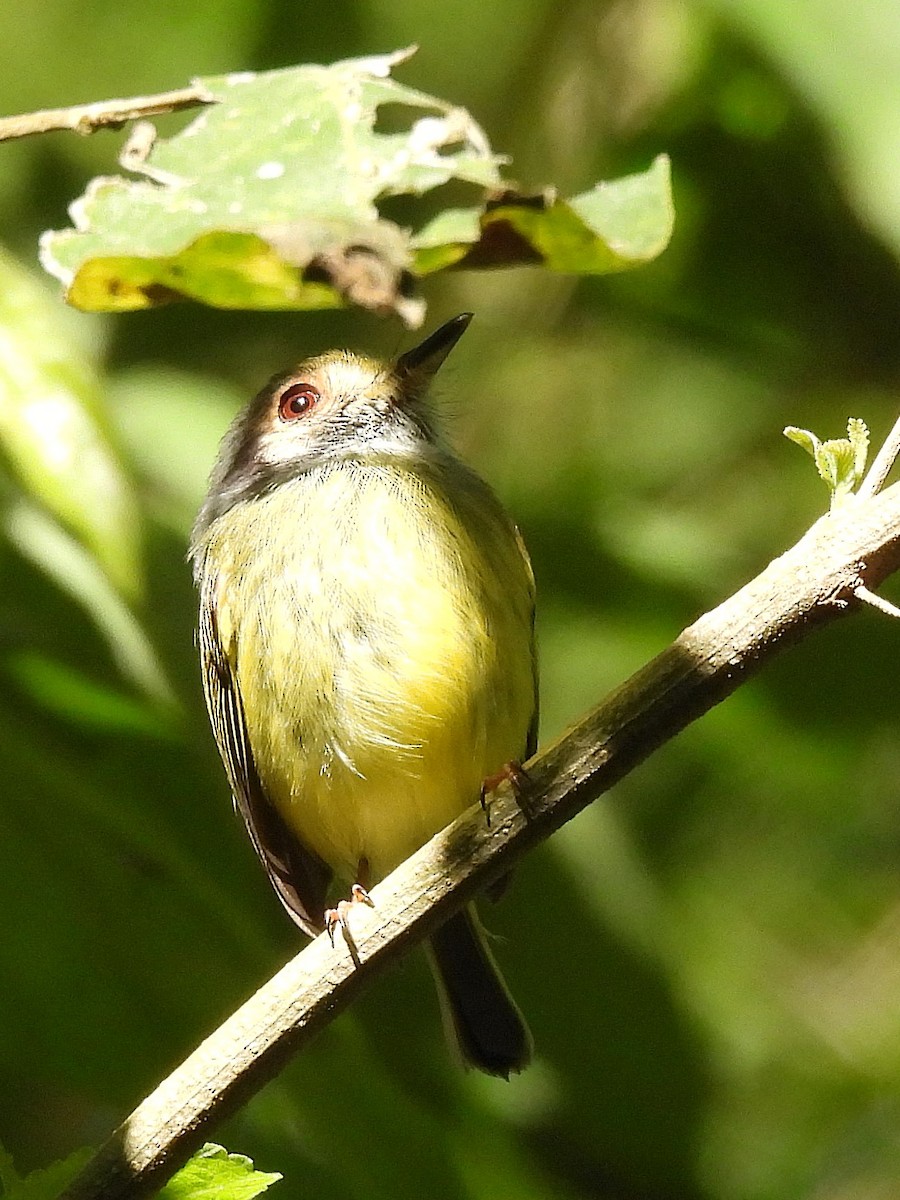 Eared Pygmy-Tyrant - ML641683082