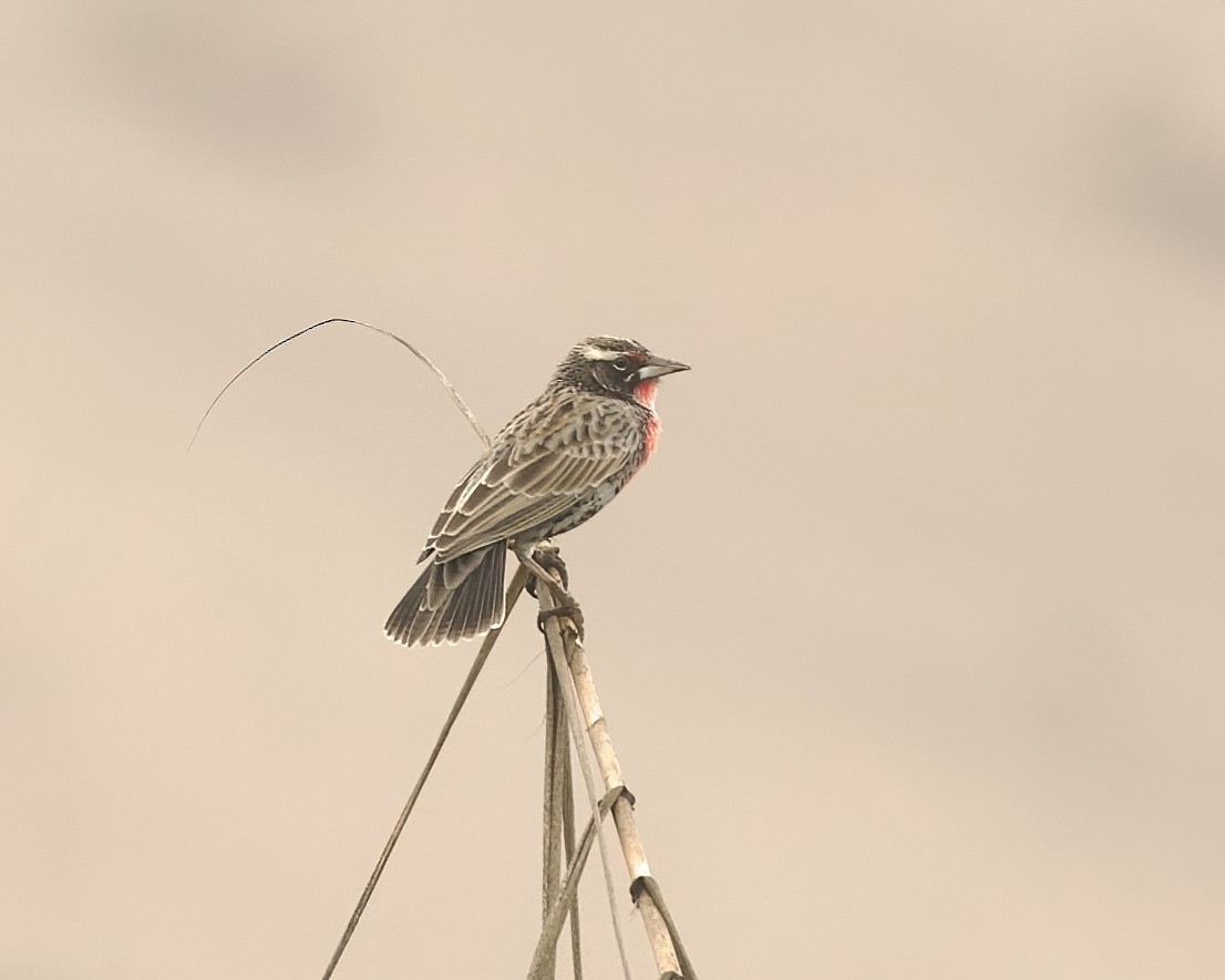 Peruvian Meadowlark - ML641683105