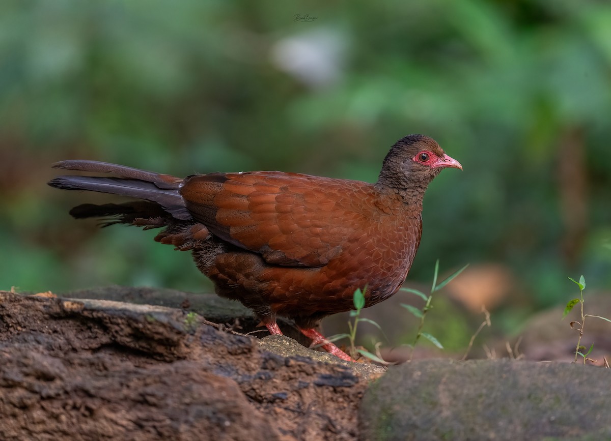 Red Spurfowl - ML641683112