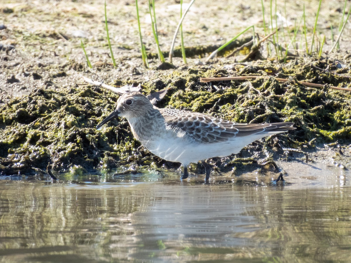 Baird's Sandpiper - ML641683122