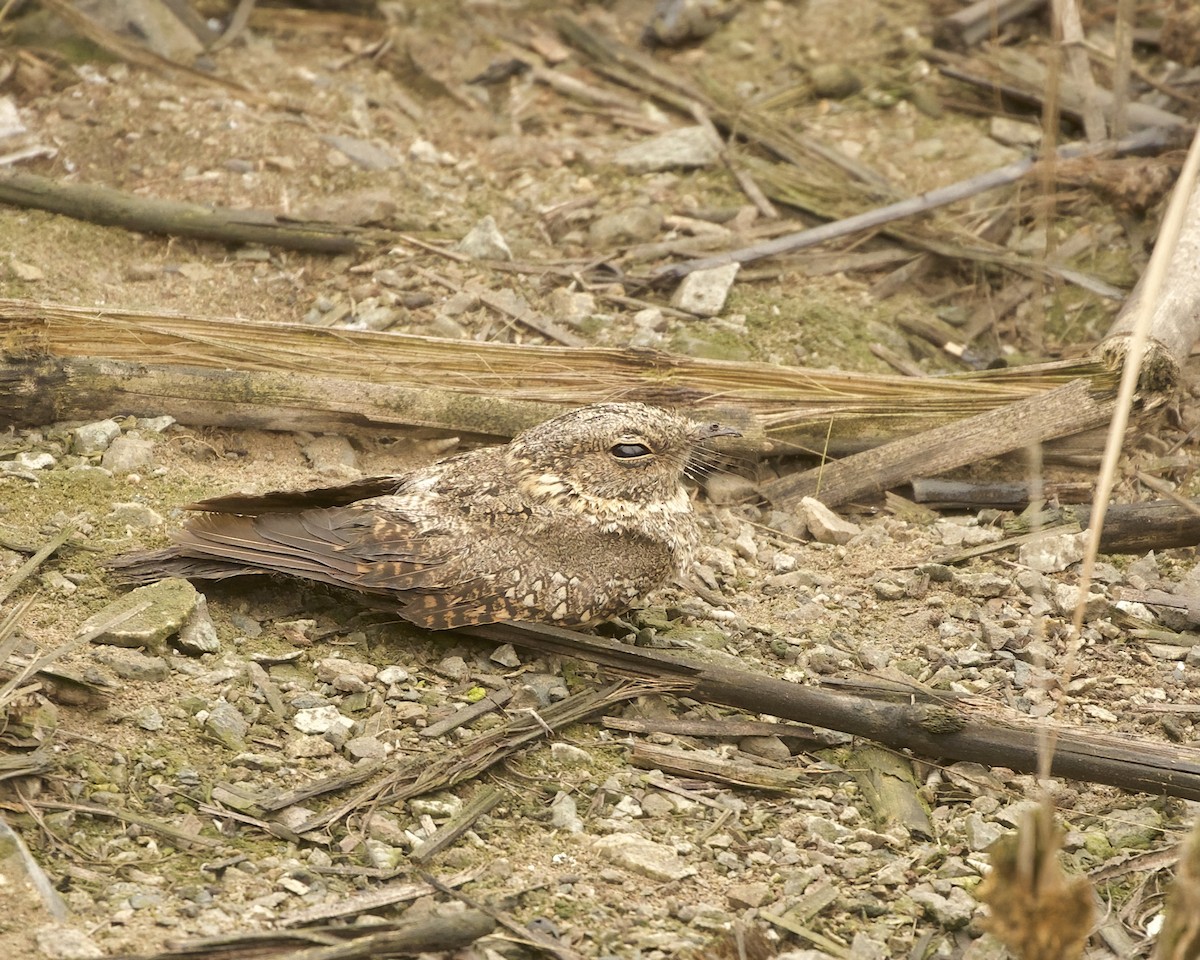Tschudi's Nightjar - ML641683140
