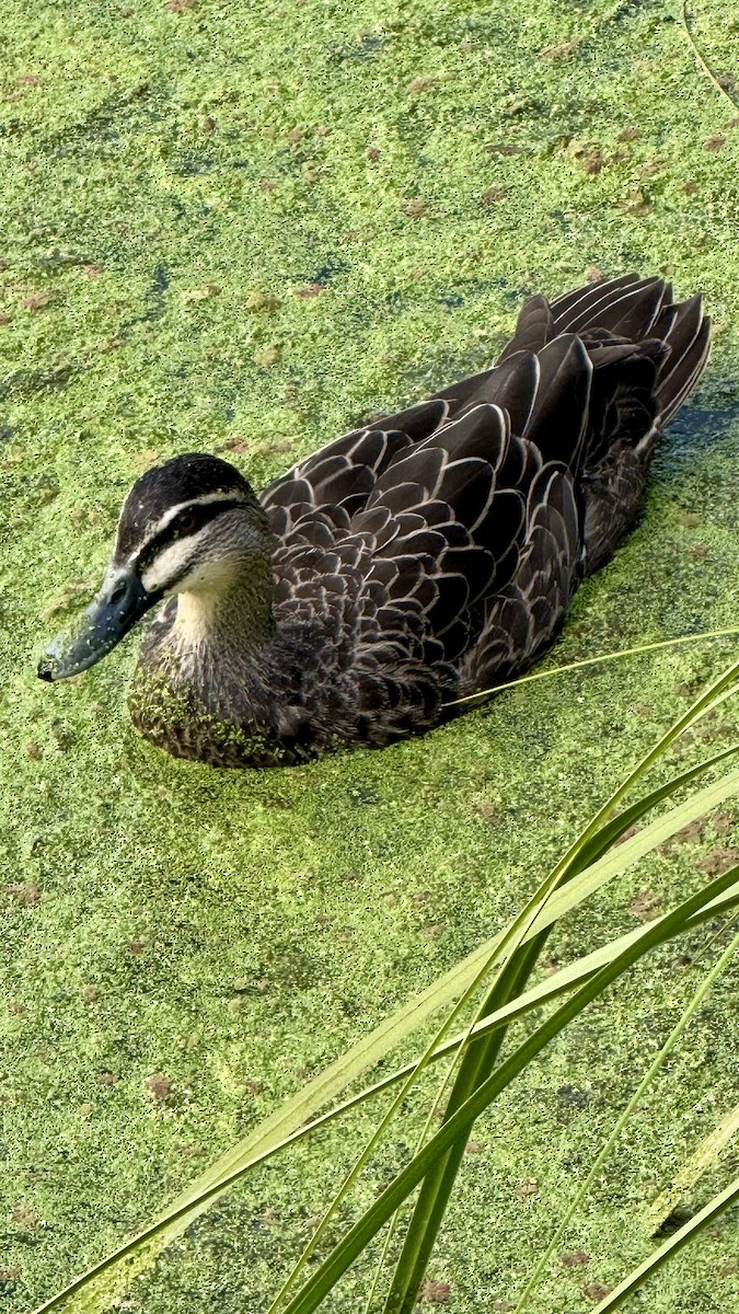 Pacific Black Duck - ML641683148