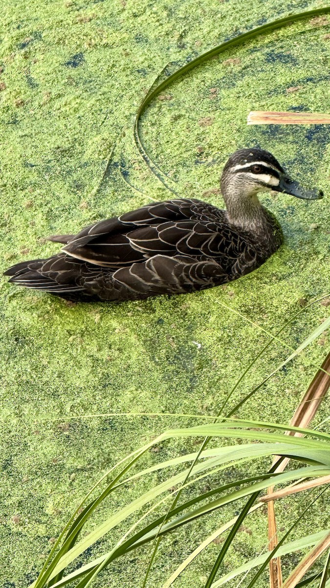 Pacific Black Duck - ML641683149