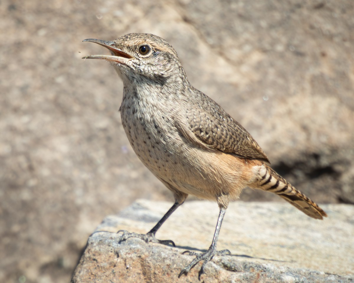 Rock Wren - ML641683170