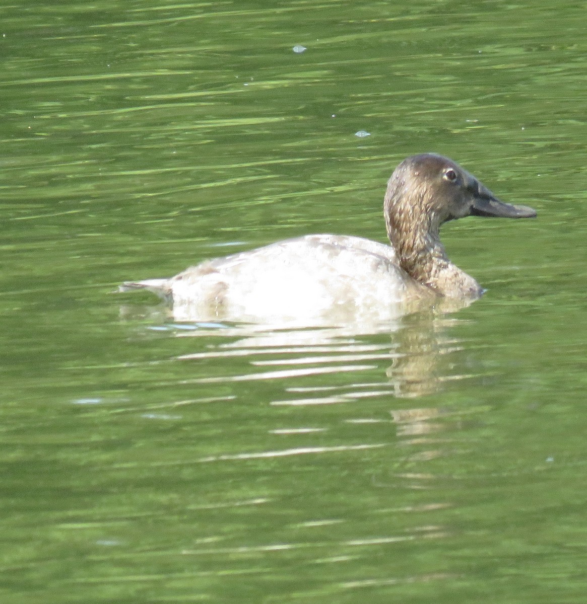 Canvasback - ML641683199