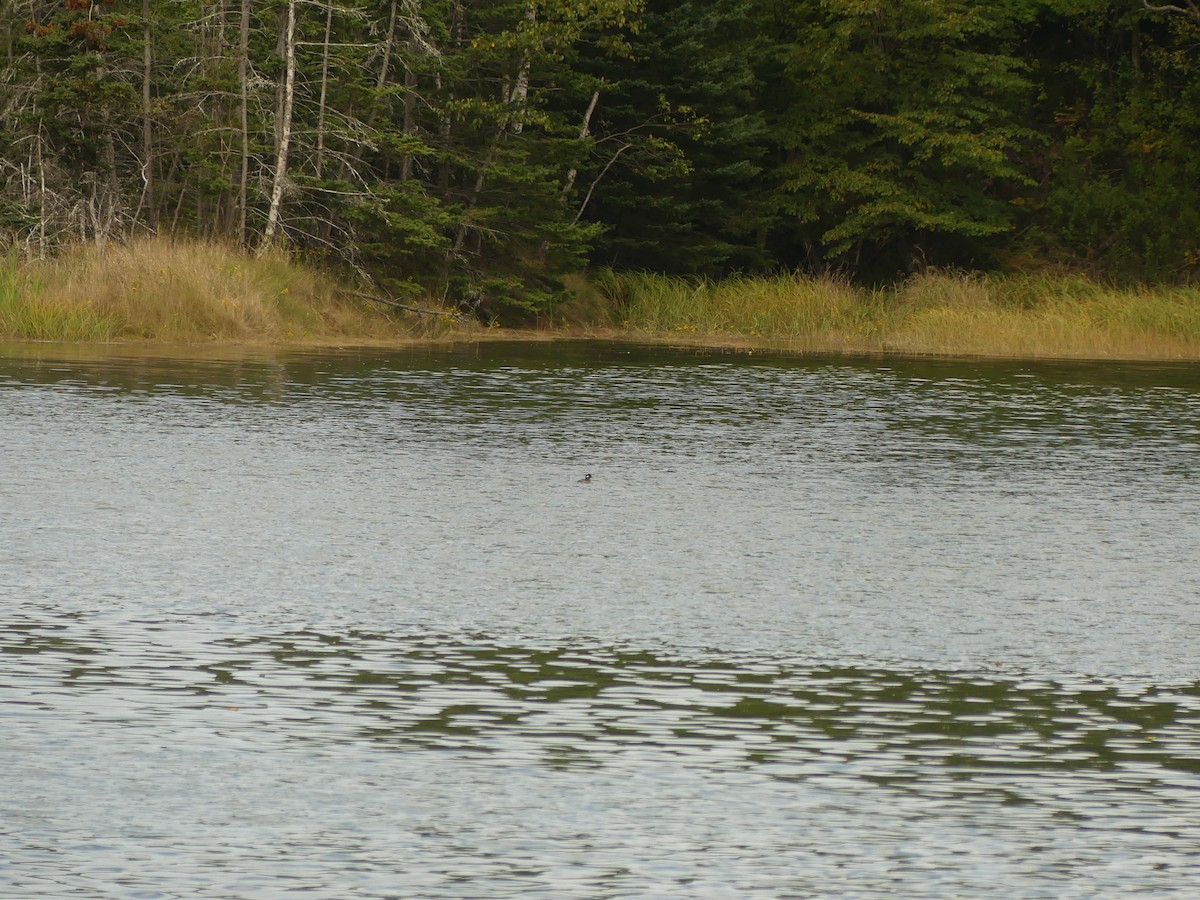 Bufflehead - ML641683218