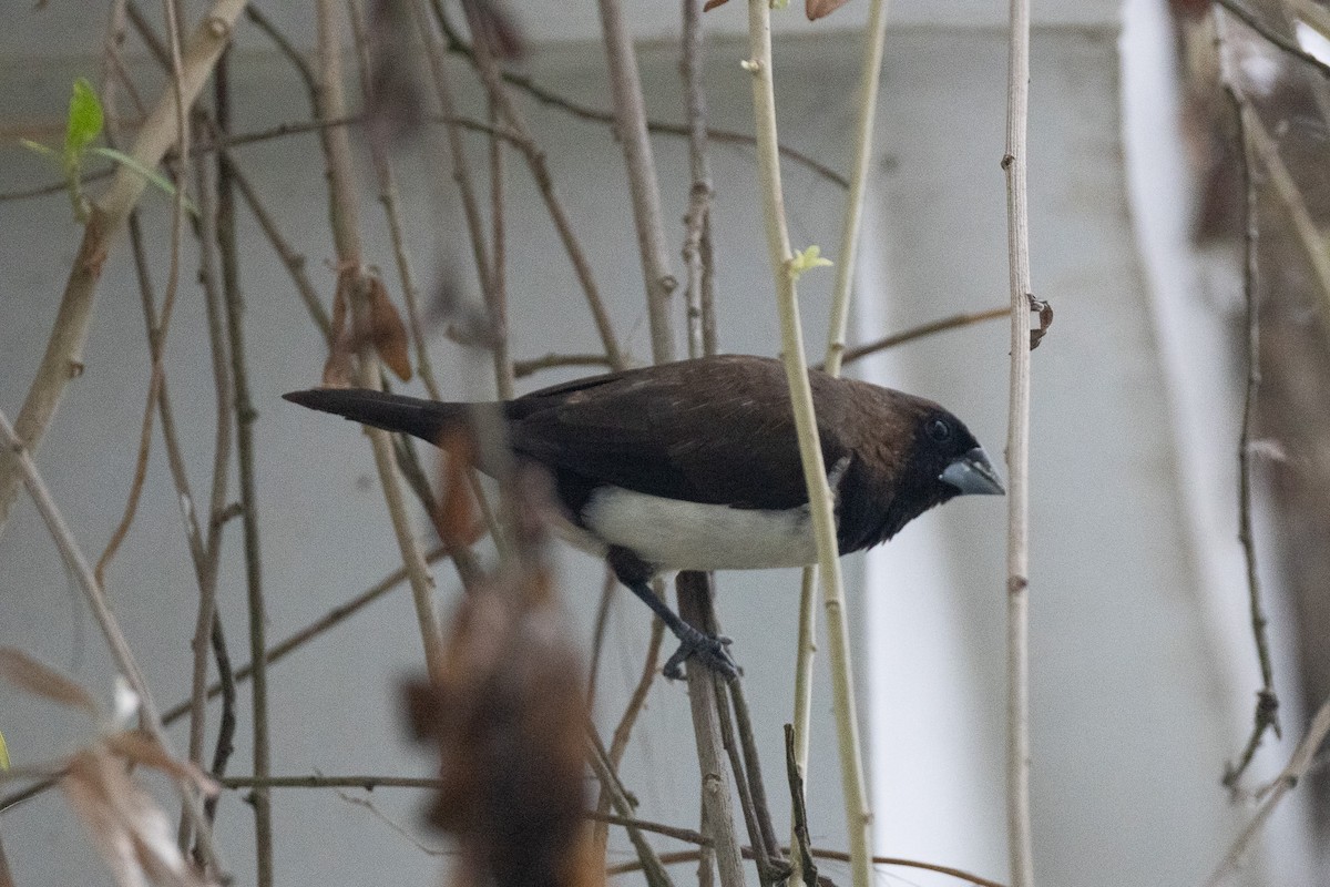 Javan Munia - ML641683227