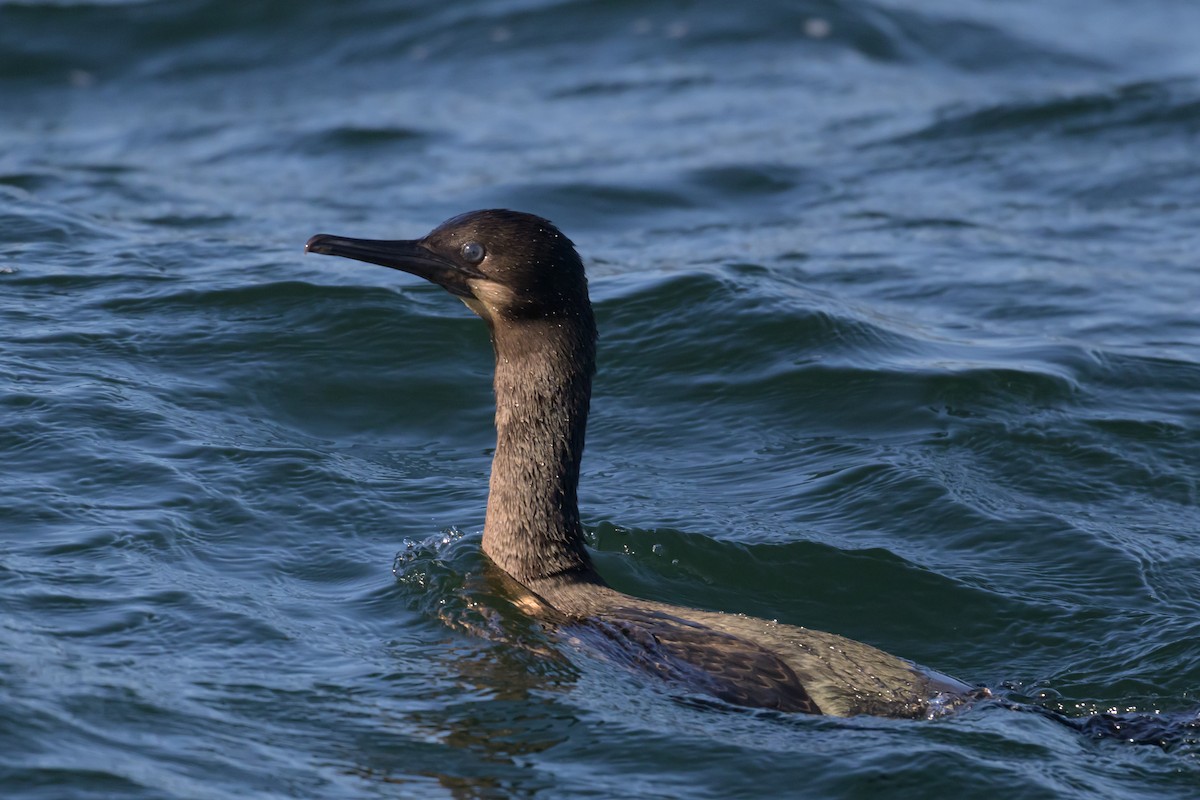 Brandt's Cormorant - ML641683231