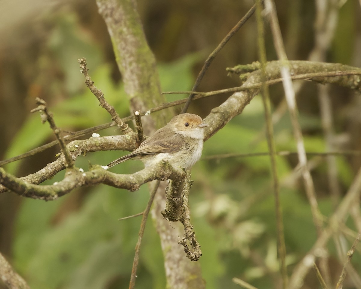 Fulvous-faced Scrub-Tyrant - ML641683232