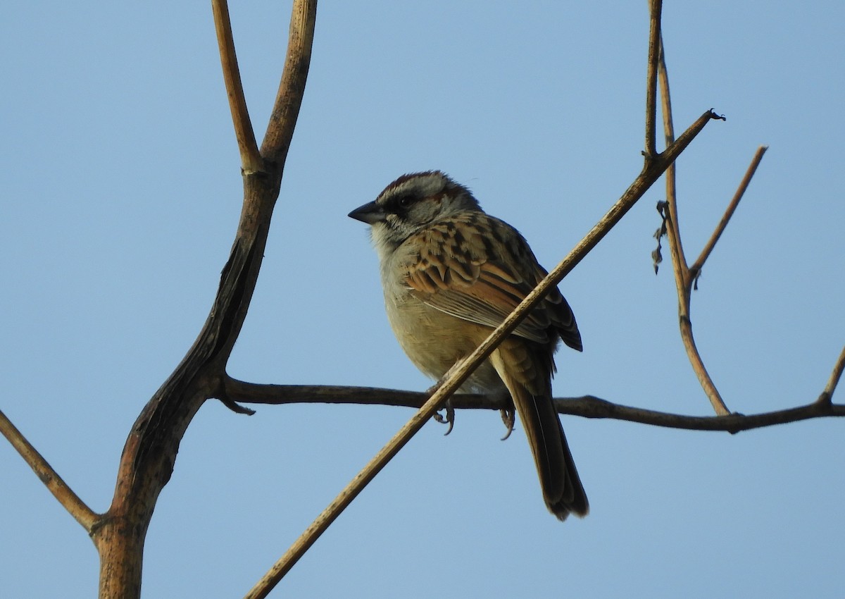 Yungas Sparrow - ML641683245