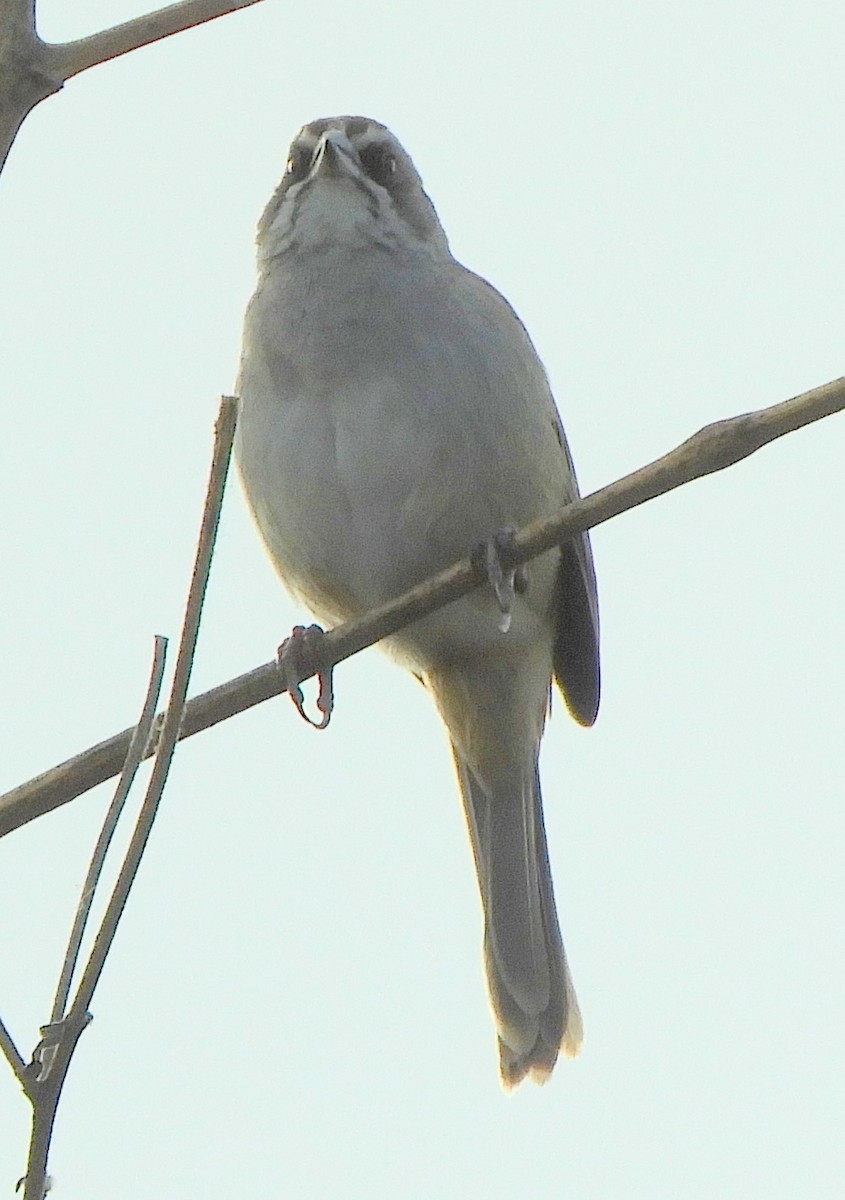 Yungas Sparrow - ML641683246