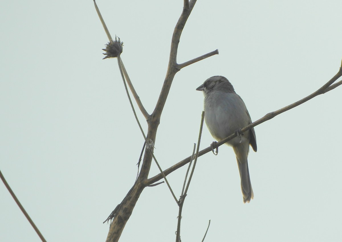 Yungas Sparrow - ML641683247