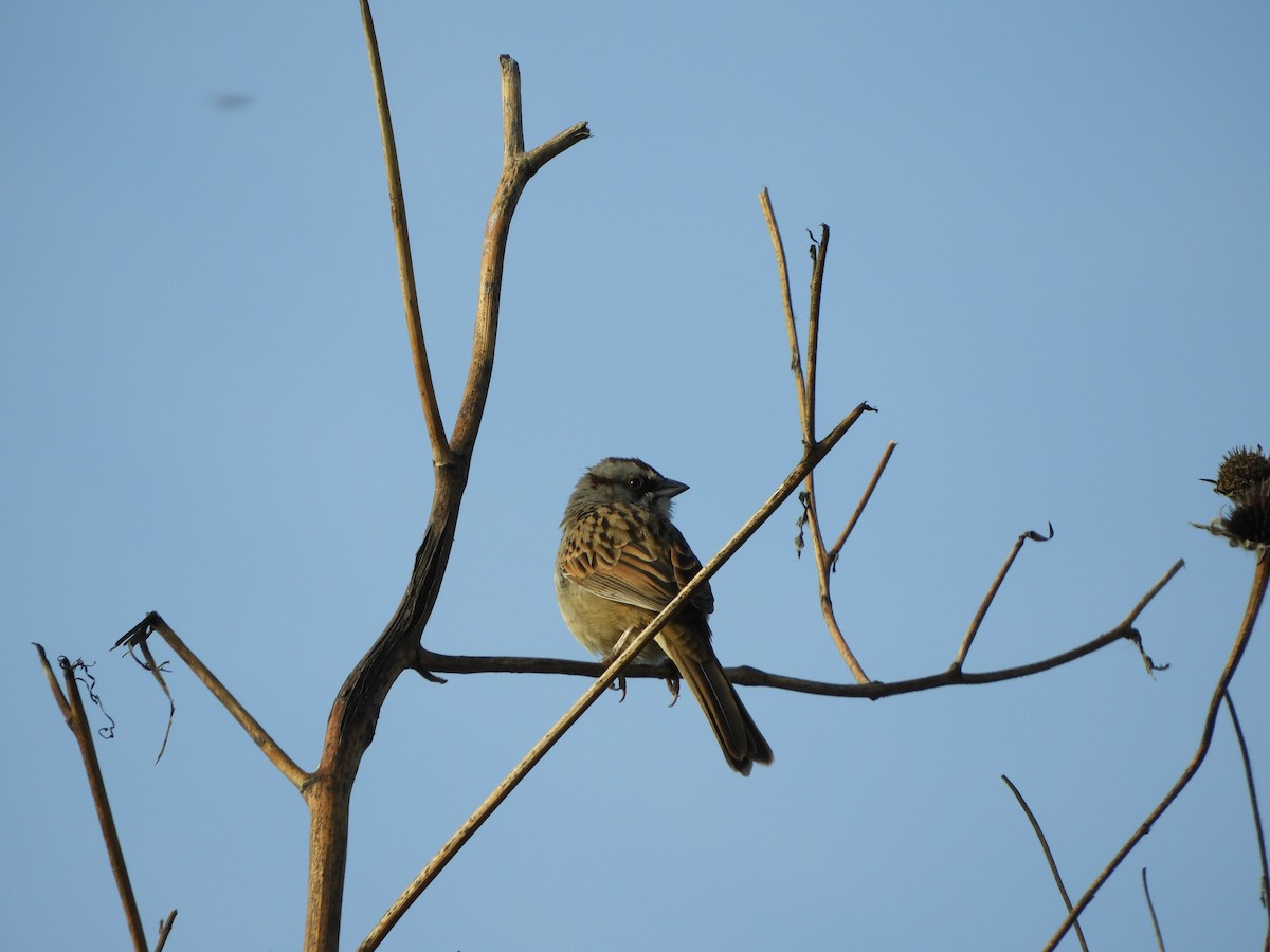 Yungas Sparrow - ML641683248