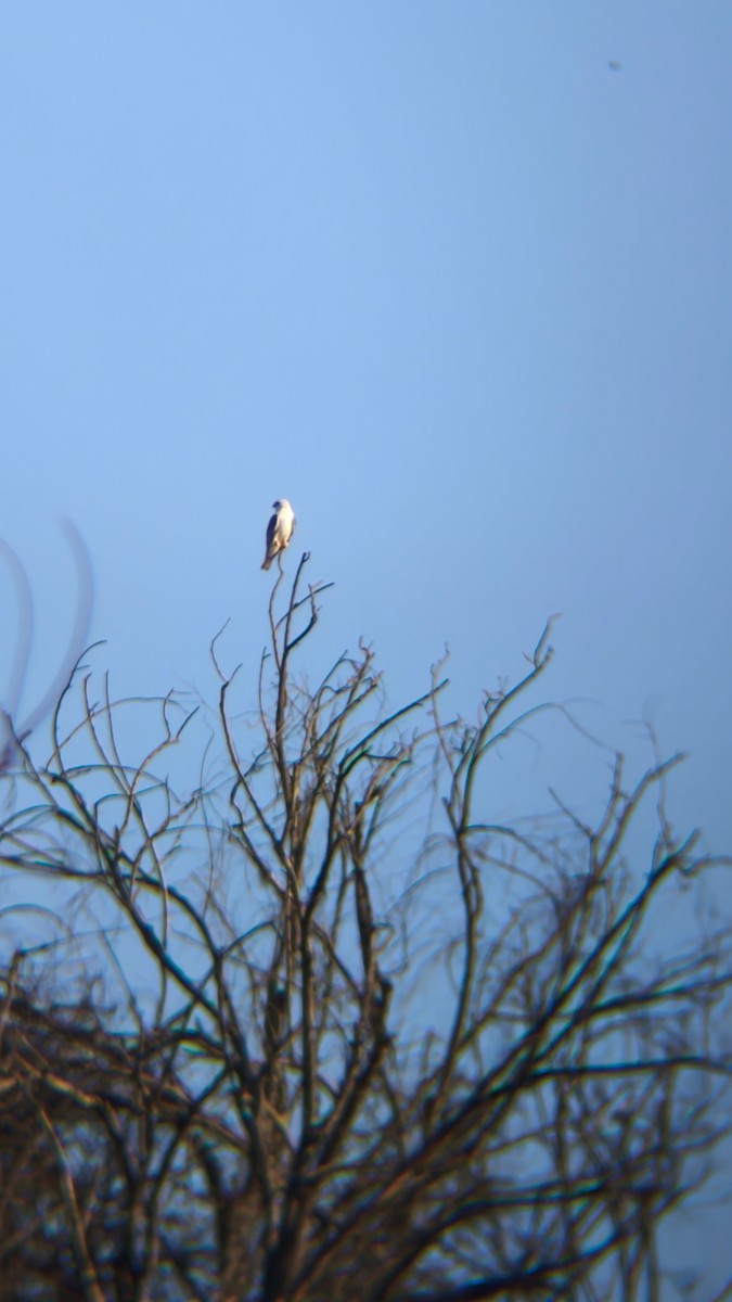 White-tailed Kite - ML641683298