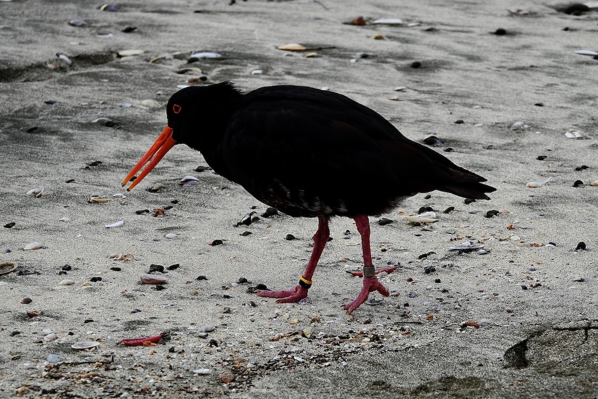 Variable Oystercatcher - ML641683310