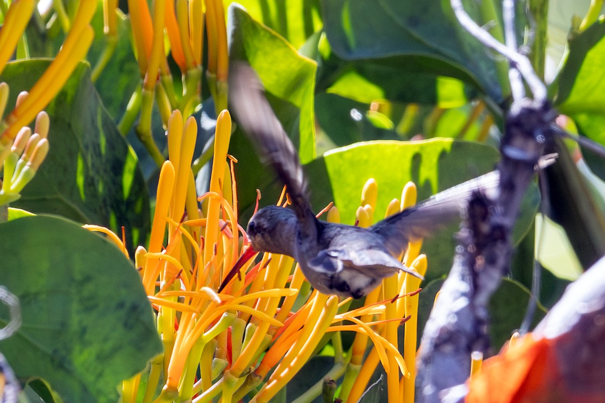 Dusky Hummingbird - ML641683375