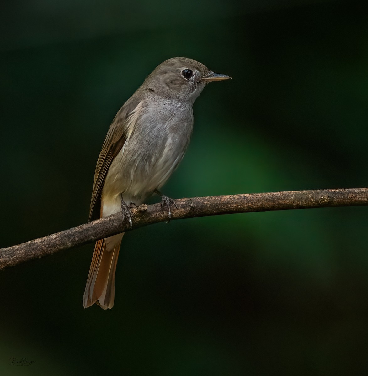 Rusty-tailed Flycatcher - ML641683382
