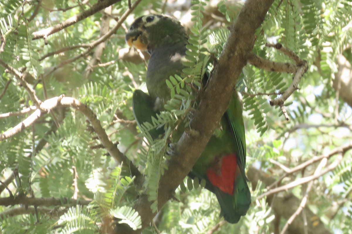 Scaly-headed Parrot - ML641683392
