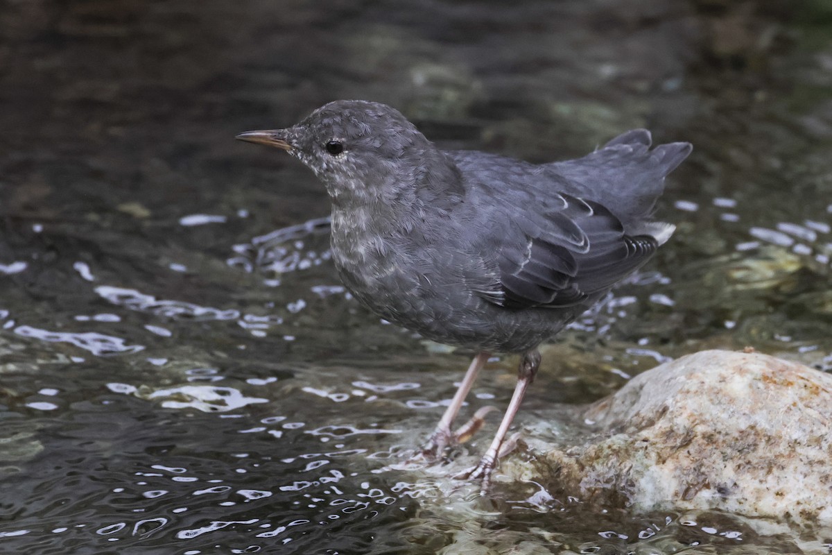 American Dipper - ML641683414