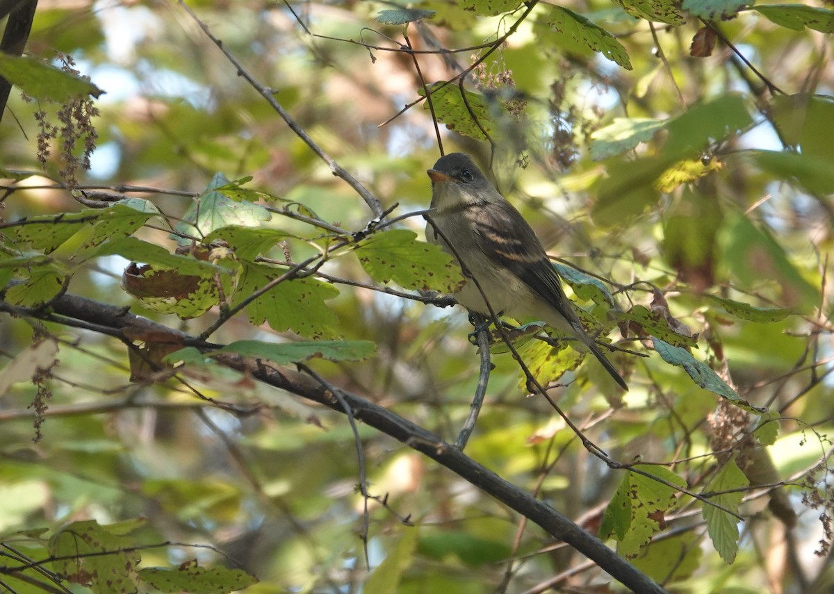 Willow Flycatcher - ML641683459