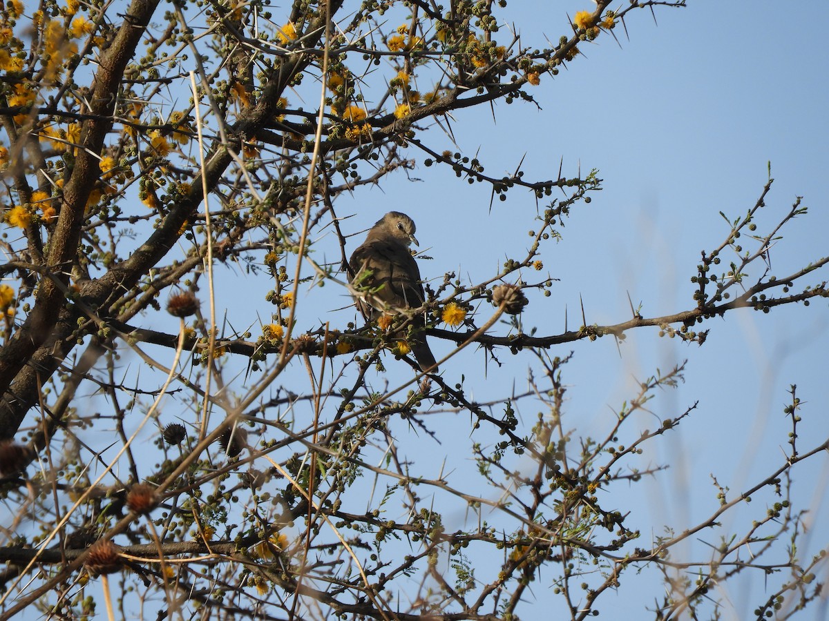 Picui Ground Dove - ML641683480