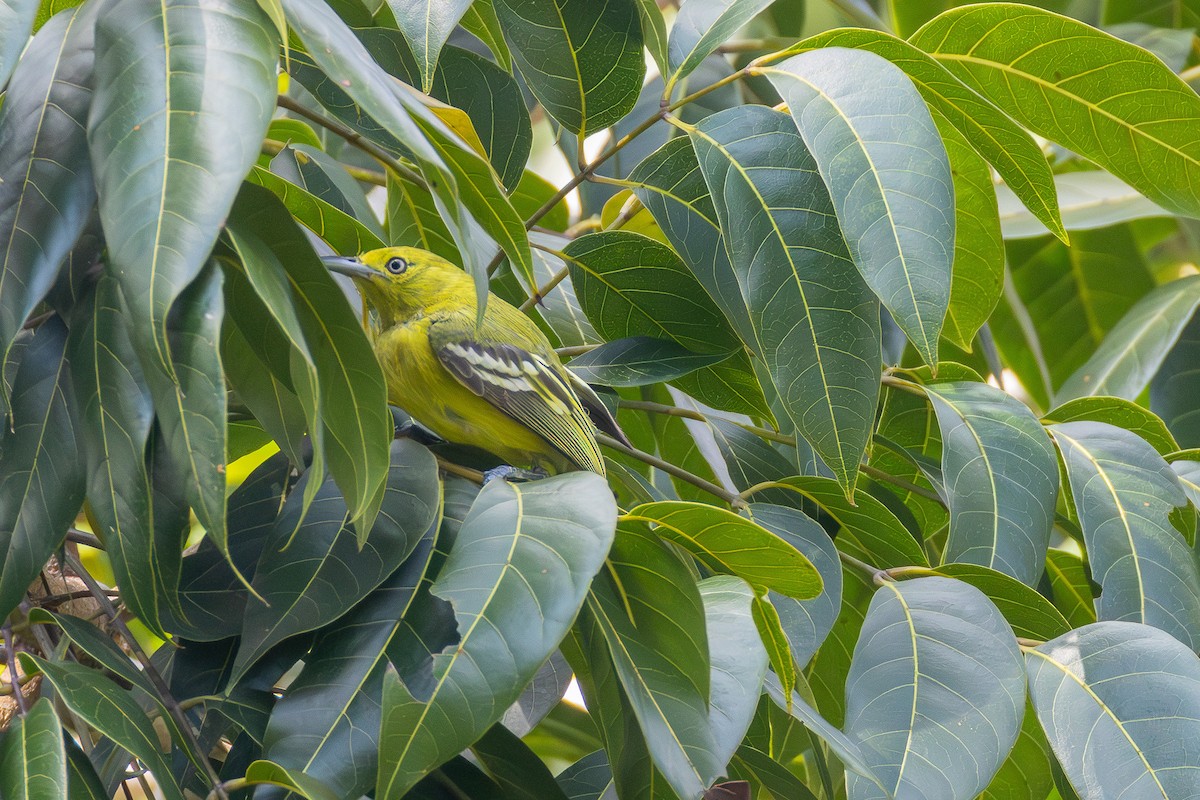 Common Iora - ML641683486