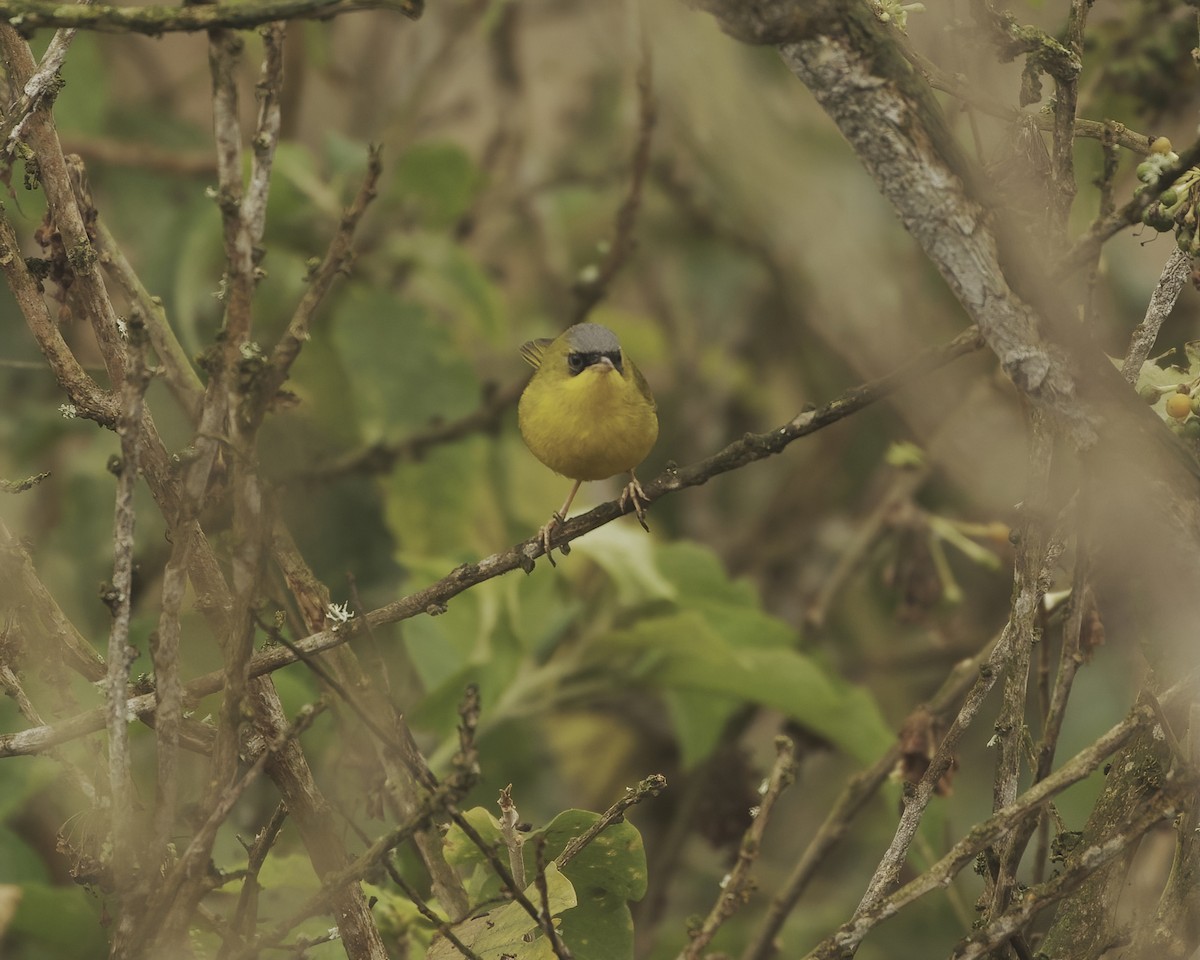 Black-lored Yellowthroat - ML641683522