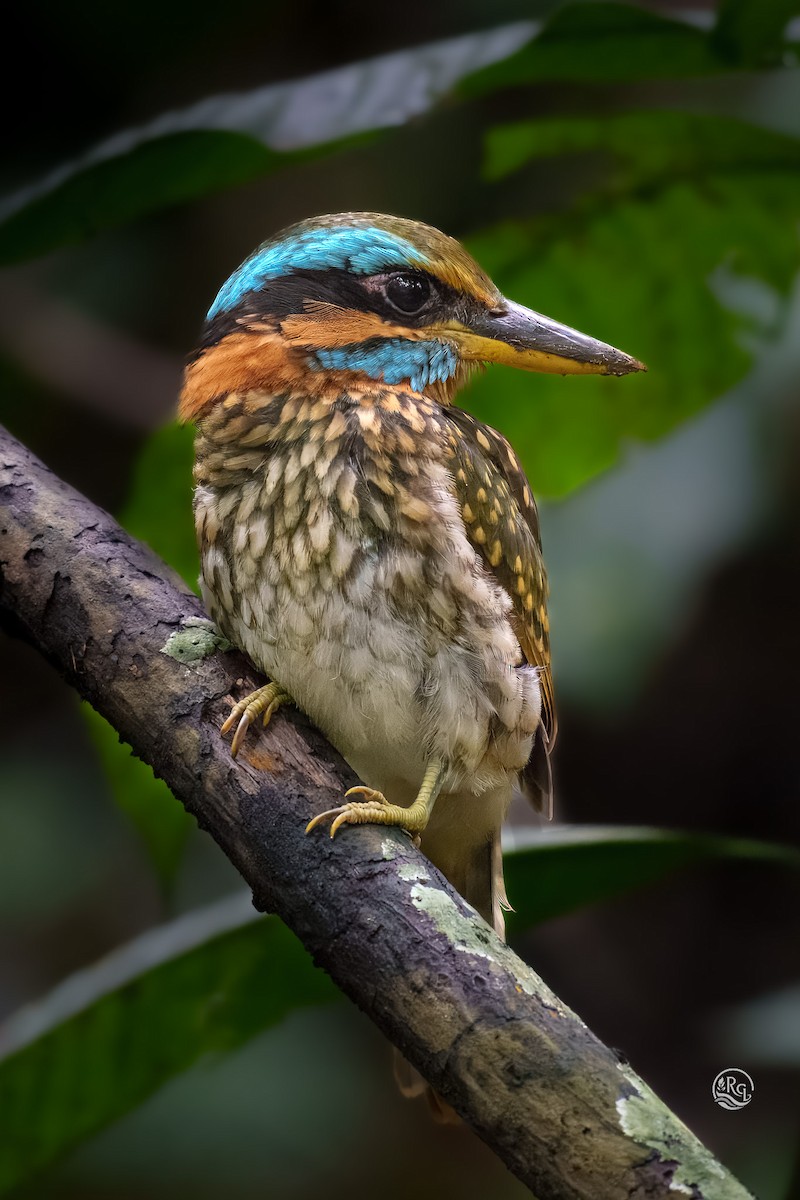 Spotted Kingfisher - ML641683554