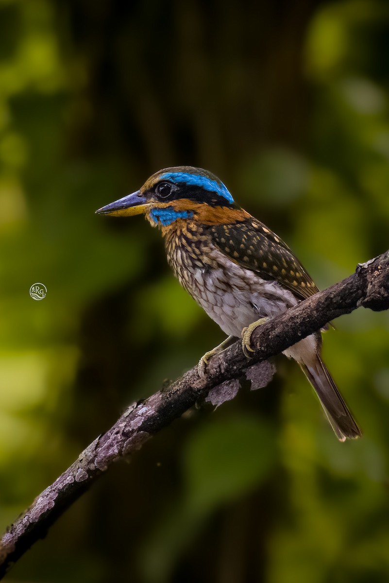 Spotted Kingfisher - ML641683555