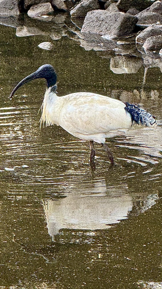 Australian Ibis - ML641683562