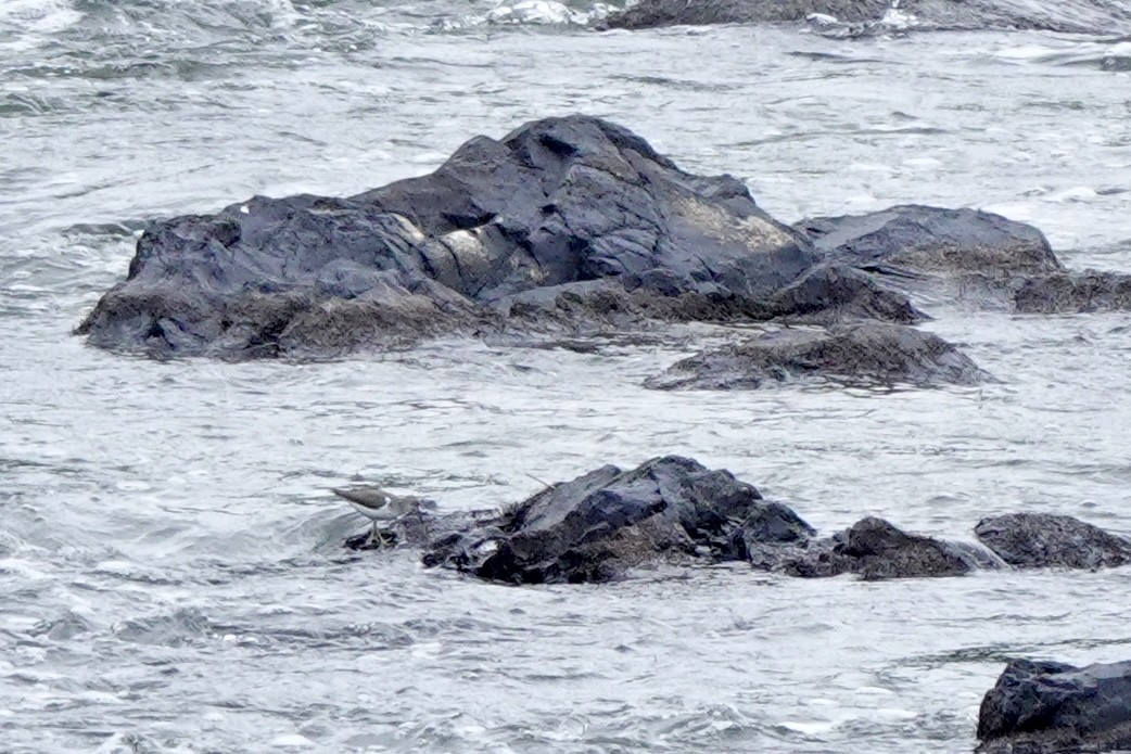 Spotted Sandpiper - ML641683594