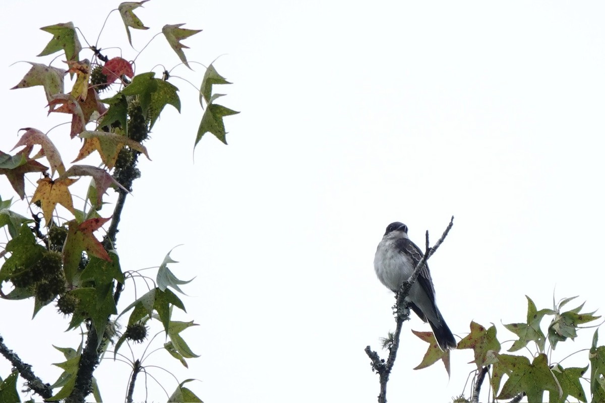 Eastern Kingbird - ML641683612