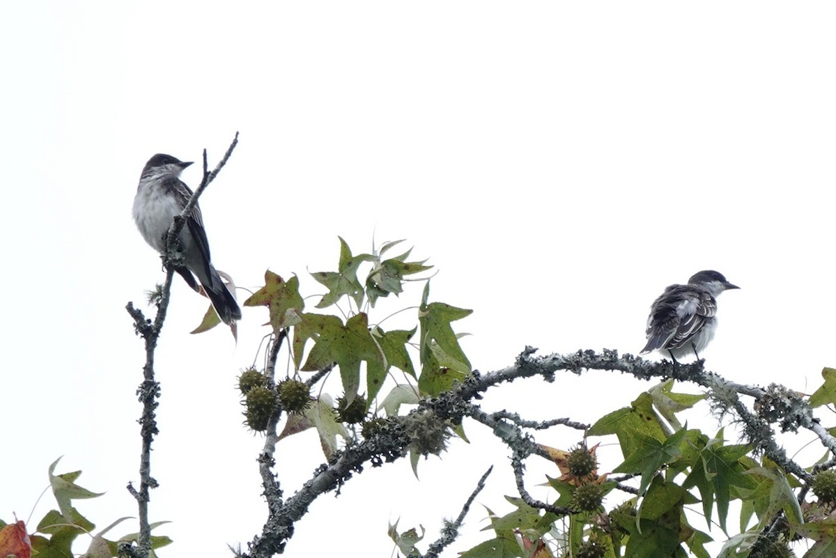 Eastern Kingbird - ML641683614