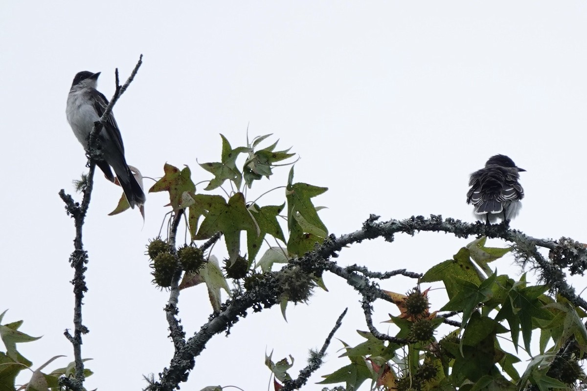 Eastern Kingbird - ML641683615
