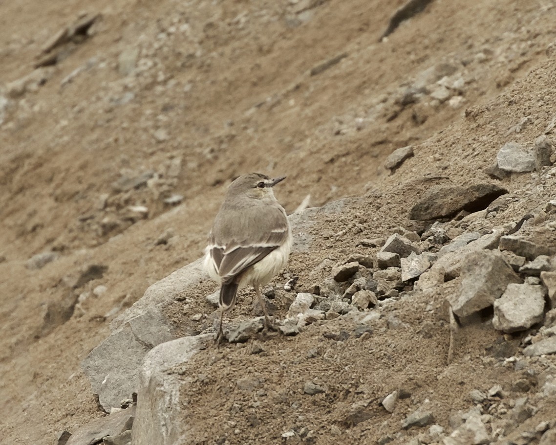 Short-tailed Field Tyrant - ML641683633
