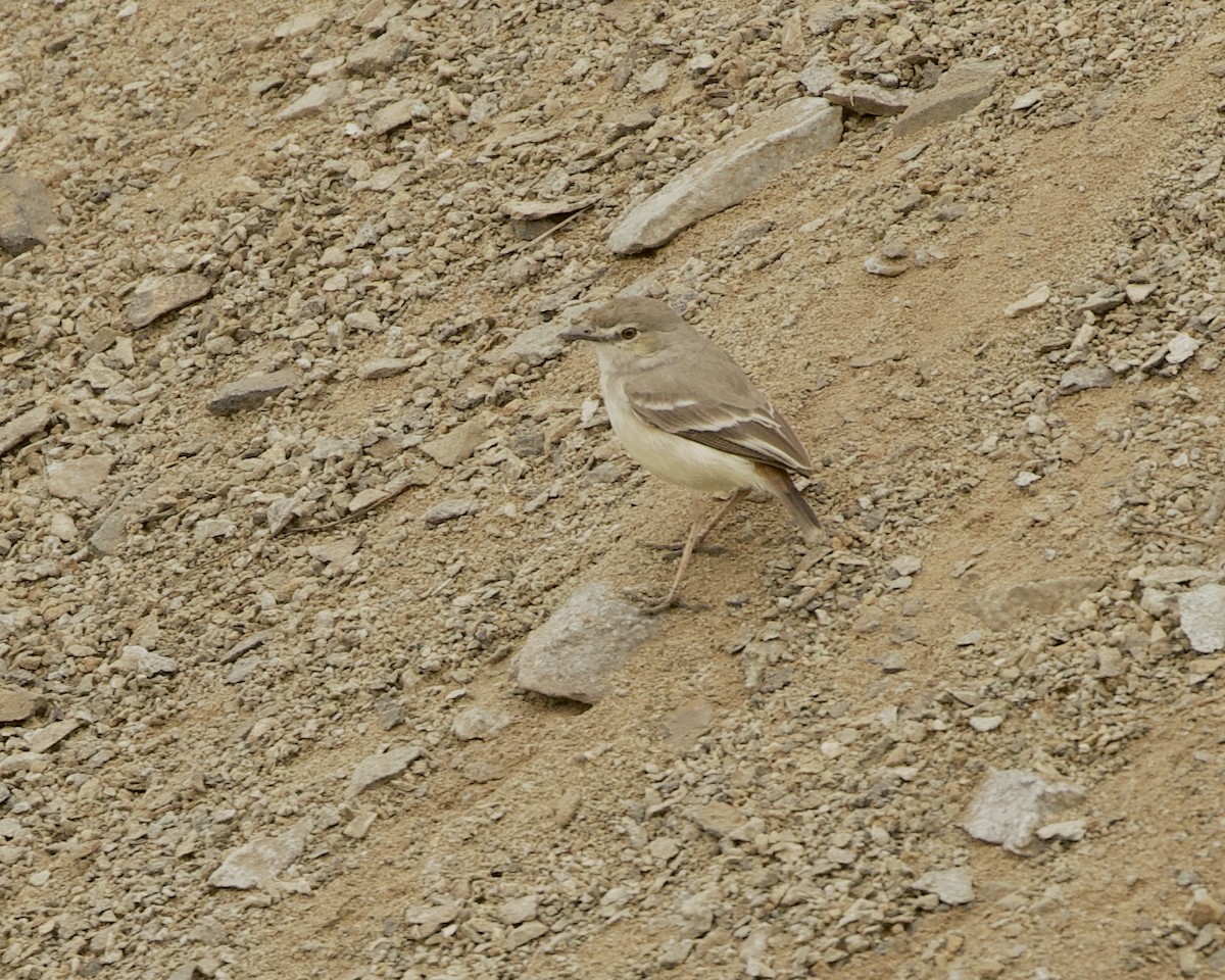 Short-tailed Field Tyrant - ML641683634